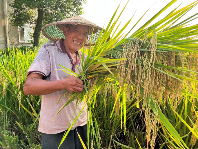 降低高溫天氣不利影響 安徽省印發水稻生產田管技術指導意見